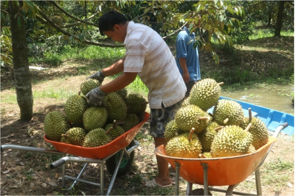 giau-nho-trong-sau-rieng
