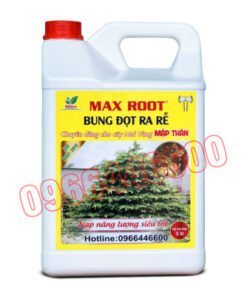 Max root Bung đọt ra rễ chuyên mai vàng Can 5L
