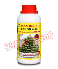 Max root Bung đọt ra rễ mai vàng Chai 500ml