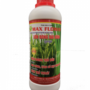 Lớn đòng dài bông maxflower