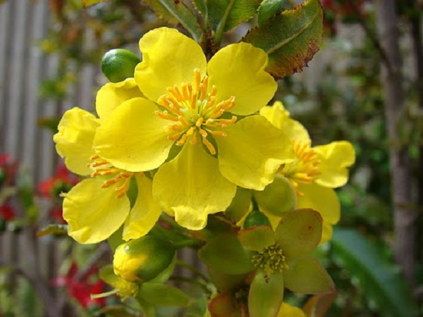 phan-bon-cho-mai-tu-quy