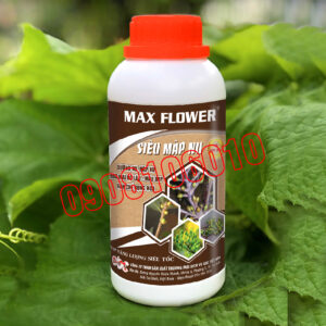 Max flower Siêu mập nụ Chai 500ml